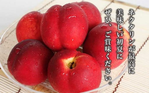 旬のネクタリン 約2.8kg 8～25玉 ［小布施屋］ 果物 フルーツ 桃 もも 長野県産 小布施 冷蔵便 クール便 産地直送 数量限定 送料無料 令和8年産 【2026年7月上旬～9月上旬発送】 約2.8kg（8～25玉） / 15,000円