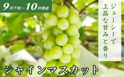 ［3回定期便］ 夏の味覚3回コース ［小布施屋］ 先行予約 フルーツ 果物 くだもの 野菜 やさい 数量限定 ネクタリン 桃 シャインマスカット ぶどう クール便 冷蔵 お楽しみ 3回お届け 長野県産 信州産 令和8年産 【2026年7月～10月発送】