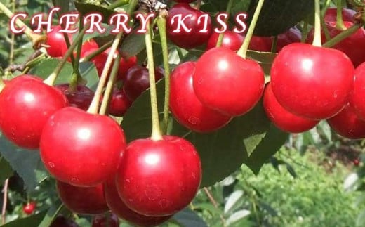 小布施町発のブランドさくらんぼ「チェリーキッス」は酸味が特徴。