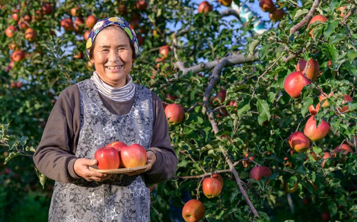 【訳あり】あいかの香り 約3kg 6～12玉 ［おぶせファーマーズ］ フルーツ 果物 林檎 リンゴ 長野県産 信州産 加工 傷 キズ 不揃い 規格外 家庭用  令和7年産 【2025年11月上旬～12月上旬発送】  ［FH-57］