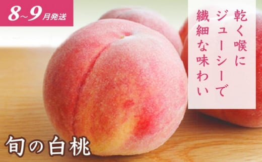 ［4回定期便］ 信州フルーツ4回コース ［小布施屋］ 定期便 先行予約 フルーツ 数量限定 さくらんぼ 白桃 ネクタリン シャインマスカット ぶどう クール便 冷蔵 お楽しみ 長野県産 信州産 令和8年産 【2026年6月中旬～11月発送】