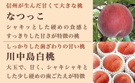 旬の白桃 約2kg 4～9玉 ［小布施屋］ 白桃 桃 もも モモ フルーツ 果物 クール便 冷蔵便 長野県産 信州産 期間限定 数量限定  たまき なつき あかつき 川中島白鳳 川中島白桃など 先行予約 2026 令和8年産 【2026年7月上旬～9月中旬発送】 約2kg（4～9玉） / 11,000円