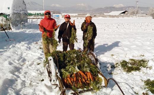 有機雪下にんじん 約9kg 栽培期間中農薬・化学肥料不使用 ［くりのみ園］ 人参 ニンジン 野菜 やさい 長野県産 信州産 期間限定 長野県産 信州産 国産 小布施町 【2026年1月～3月発送】 ［H-95］