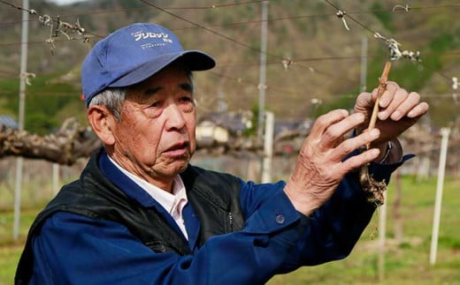 高級ぶどう味比べ詰合せ ナガノパープル ＆ シャインマスカット 約2kg 3～4房 ［小布施屋］ 果物 フルーツ ぶどう 葡萄 詰め合わせ セット 食べ比べ 令和8年産【2026年9月中旬～10月発送】［C-1］