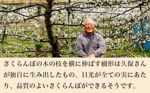 旬のさくらんぼ 約500g［小布施屋］ 佐藤錦、紅秀峰、紅佐藤、紅香、サミット など くだもの 果物 サクランボ バラ詰め 令和8年産 【2026年6月中旬～7月中旬発送】