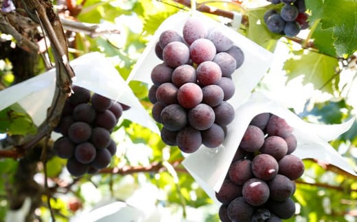 シャインマスカットと旬のぶどう 詰め合わせ 各1房 約900g［小布施屋］ 食べ比べ 果物 詰合せ セット フルーツ ぶどう 詰合せ 数量限定 長野県産 信州産 2種 くだもの フルーツセット おまかせ ブドウ  2026 先行予約 令和8年産 【2026年9月中旬～10月下旬発送】 ［A-229］