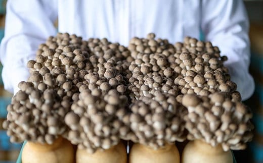 ぶなしめじ 300g × 4袋 ［おぶせファーマーズ］ きのこ キノコ 野菜 鍋 炒め物 長野 信州 ［FH-50］ 約300g × 4袋 / 5,000円