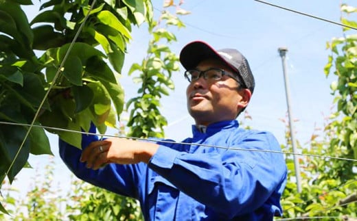 果汁たっぷり甘い南水梨で、贅沢な水分補給を楽しんで。