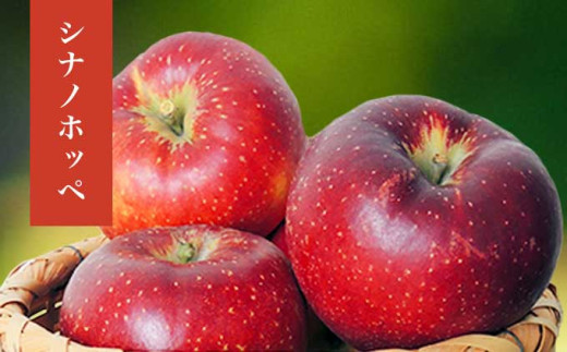  長野県産 季節の旬のりんご 約3kg 6～12玉［小布施屋］ りんご 林檎 リンゴ  果物 フルーツ 令和7年産 【2025年10月～2026年2月発送】 ［H-72］