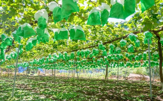 シャインマスカット 約1kg 2房 ［おぶせファーマーズ］ 果物 フルーツ ぶどう 葡萄 数量限定 先行予約 長野 信州 令和8年産 【2026年9月上旬～11月上旬発送】 約1kg（2房） / 10,000円