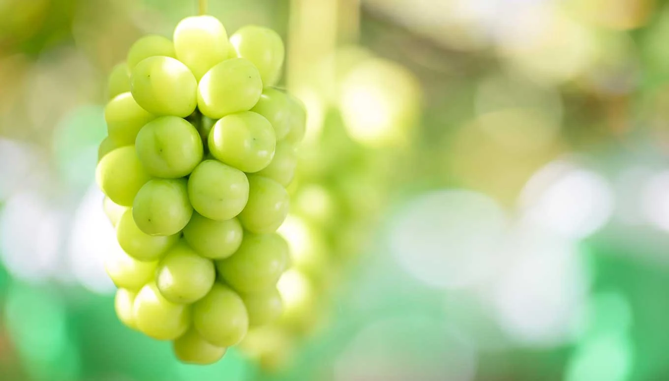 シャインマスカット 約1kg 2房 ［おぶせファーマーズ］ 果物 フルーツ ぶどう 葡萄 数量限定 先行予約 長野 信州 令和8年産 【2026年9月上旬～11月上旬発送】 約1kg（2房） / 10,000円