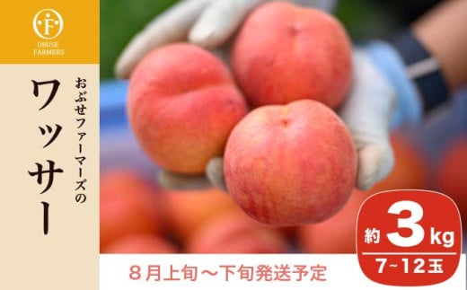 ワッサー 約3kg 7～12玉 ［おぶせファーマーズ］果物 フルーツ クール便 冷蔵便 長野県産 信州産 令和8年産【2026年8月上旬～下旬発送】