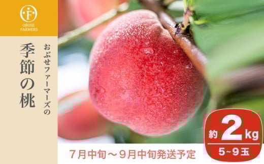 季節の桃 約2kg 5～9玉［ おぶせファーマーズ ］桃 もも モモ ピーチ フルーツ 果物 たまき なつき あかつき 川中島白鳳 なつっこ 川中島白桃 黄金桃 だて白桃 先行予約 長野県産 信州産 クール便 冷蔵便 お取り寄せ 産地直送 数量限定 産地 直送 令和8年産【2026年7月中旬～9月中旬発送】 約2kg (5～9玉) / 10,000円