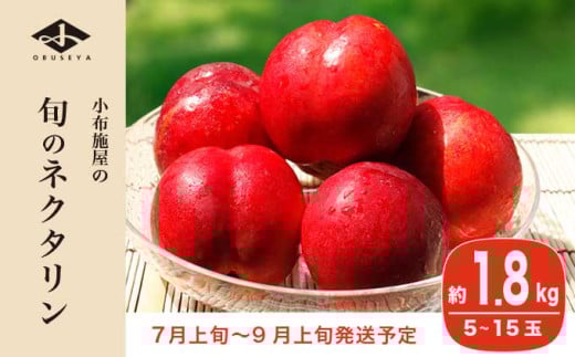 旬のネクタリン 約1.8kg 5～15玉 ［小布施屋］ 果物 フルーツ 桃 もも 長野県産 小布施 冷蔵便 クール便 産地直送 数量限定 送料無料 令和8年産 【2026年7月上旬～9月上旬発送】 約1.8kg（5～15玉） / 12,000円