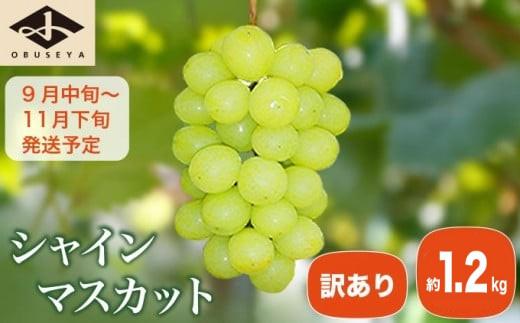 【訳あり】シャインマスカット 約1.2kg［小布施屋］数量限定 期間限定 家庭用 規格外 不揃い 傷 果物 フルーツ ぶどう 葡萄 ブドウ クール便 冷蔵便 生産者応援・支援品 長野県産 信州産 令和8年産 【2026年9月中旬～11月下旬発送】 ［A-228］