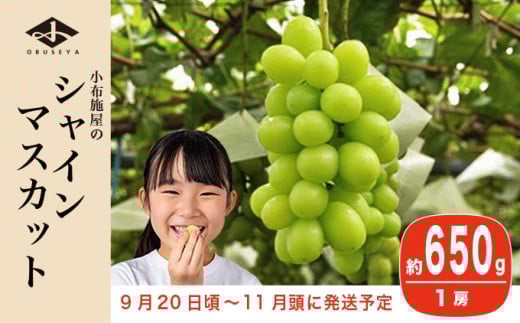 シャインマスカット 約650g 1房 ［小布施屋］ フルーツ 果物 くだもの ぶどう 葡萄 ブドウ 数量限定 クール便配送 長野県産 産地直送 先行予約 送料無料 2026 2026年発送 令和8年産 【2026年9月20日頃～11月頭にかけて順次発送】 約650g (1房)  / 8,000円