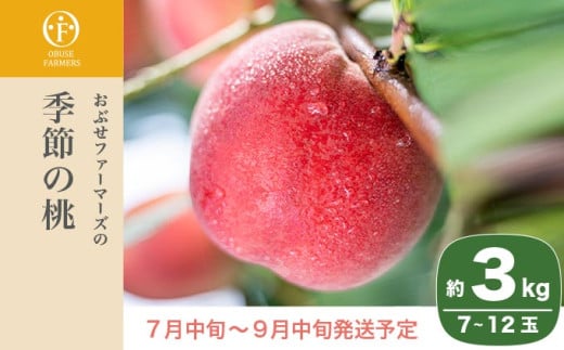 季節の桃 約3kg 7～12玉［ おぶせファーマーズ ］桃 もも モモ ピーチ フルーツ 果物 たまき なつき あかつき 川中島白鳳 なつっこ 川中島白桃 黄金桃 だて白桃 先行予約 長野県産 信州産 クール便 冷蔵便 お取り寄せ 産地直送 数量限定 産地 直送 令和8年産【2026年7月中旬～9月中旬発送】 約3kg (7～12玉) / 13,000円