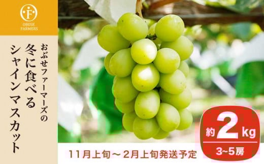 冬に食べるシャインマスカット 約2kg 3～5房［ おぶせファーマーズ ］ぶどう フルーツ 果物 【2025年11月上旬～2026年2月上旬発送】［FC-1］