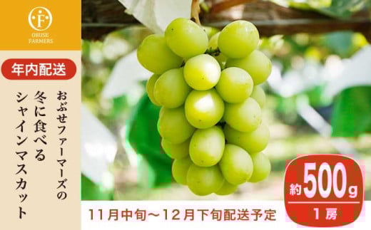 【年内配送】冬に食べるシャインマスカット 1房詰め  約500g ［ おぶせファーマーズ ］ 年内発送 ぶどう フルーツ 果物 くだもの 長野県 産地直送 送料無料 令和7年産 【2025年11月中旬～12月下旬配送】 12月15日決済確定分まで年内配送
