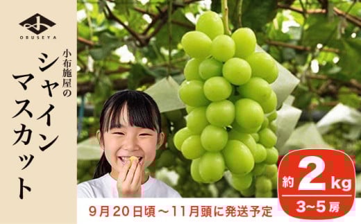 シャインマスカット 約2kg 3～5房 ［小布施屋］ フルーツ 果物 くだもの ぶどう 葡萄 ブドウ 数量限定 クール便配送 長野県産 産地直送 先行予約 送料無料 2026 2026年発送 令和8年産 【2026年9月20日頃～11月頭にかけて順次発送】 約2kg (3～5房)  / 20,000円