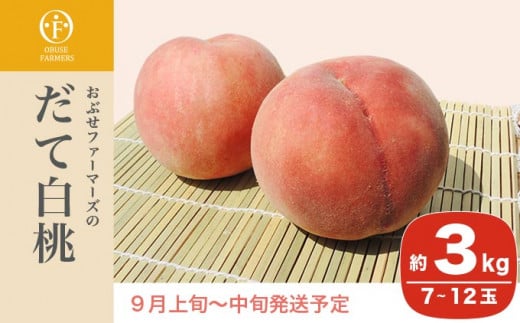 だて白桃 約3kg 7～12玉 ［おぶせファーマーズ］桃 もも モモ 白桃 フルーツ 果物 冷蔵便 クール便 長野県産 信州産 令和8年産【2026年9月上旬～中旬発送】