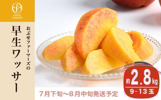 早生ワッサー 約2.8kg 9～13玉 ［おぶせファーマーズ］果物 フルーツ クール便 冷蔵便 長野県産 信州産  令和8年産【2026年7月下旬～8月中旬発送】