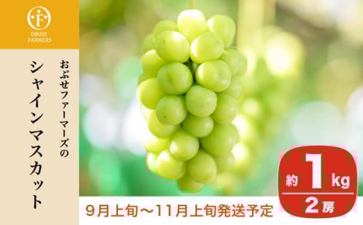 甘さ・食感・香り全てが抜群で近年人気のぶどう「シャインマスカット」