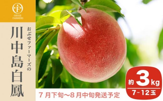 川中島白鳳は糖度が高く、甘味と酸味のバランスが良いのが特徴です。