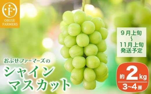 シャインマスカット 約2kg 3～4房 ［おぶせファーマーズ］ 果物 フルーツ ぶどう 葡萄 数量限定 先行予約 長野 信州 令和8年産 【2026年9月上旬～11月上旬発送】 約2kg（3～4房） / 20,000円