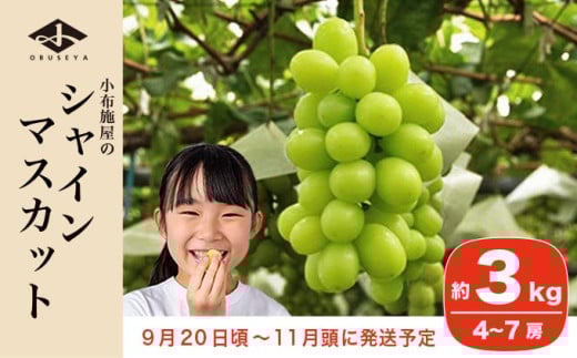 シャインマスカット 約3kg 4～7房 ［小布施屋］ フルーツ 果物 くだもの ぶどう 葡萄 ブドウ 数量限定 クール便配送 長野県産 産地直送 先行予約 送料無料 2026 2026年発送 令和8年産 【2026年9月20日頃～11月頭にかけて順次発送】 約3kg (4～7房) / 30,000円