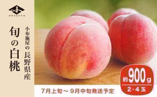 旬の白桃 約900g 2～4玉 ［小布施屋］ 長野県産 白桃 もも モモ フルーツ 果物 長野県産 信州産 クール便 冷蔵便 たまき なつき あかつき 川中島白鳳 川中島白桃など 令和8年産 【2026年7月上旬～9月中旬発送】 約900g（2～4玉） / 6,000円