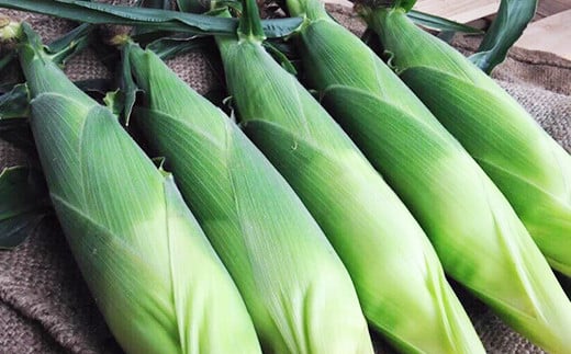  小林農園の信濃町産スイートコーン「サニーショコラ（16