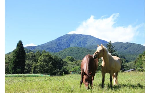 「アファンホースロッジ」利用券10,000円分／ベーシックプ