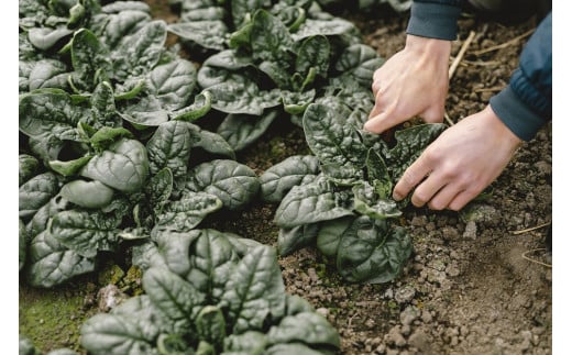 季節の野菜セット（3～5種）冬期・数量限定｜寒じめほうれ