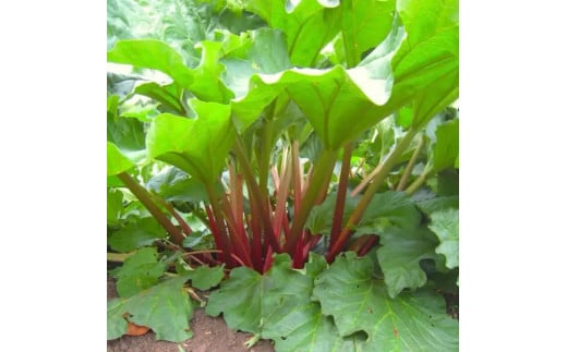 ぶんぶく亭「Stoneルバーブジャムセット」240g×3本｜赤いル