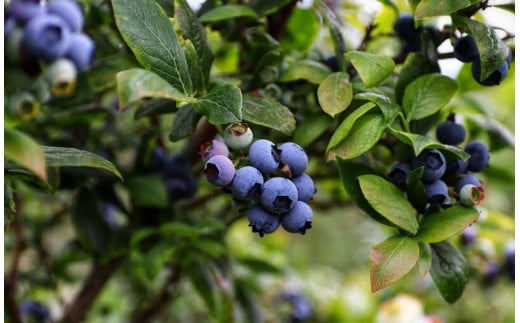 ぶんぶく亭「Stoneブルーベリージャム」240g×3本【長野県信