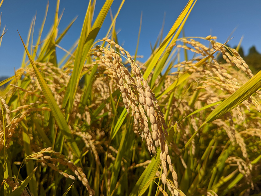 【数量限定】令和7年産新米 落影農場の「信濃町産コシヒカ