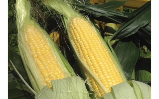  小林農園の信濃町産スイートコーン「サニーショコラ（8～