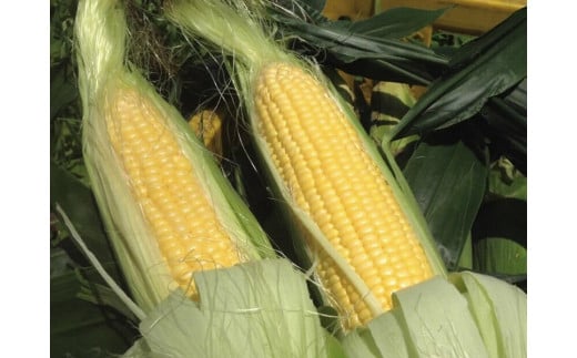  小林農園のスイートコーン「サニーショコラ（24～27本セッ