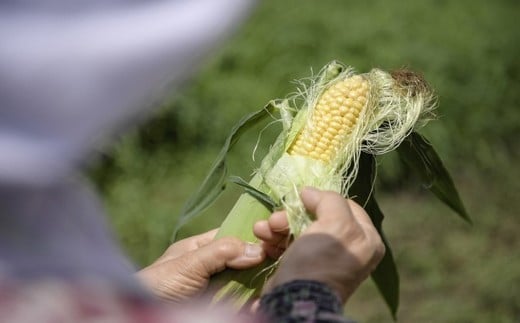 【季節限定】採れたて最旬の『信濃町特産とうもろこし（8