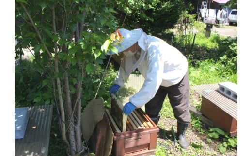 黒姫養蜂園『天空の黄金はちみつ』百花蜜・アカシヤ 1.2kg×