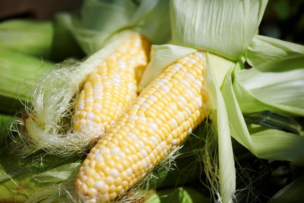 『チェントット』の「ジェラート12個セット（レギュラー6