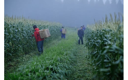 2026年夏のご予約受付開始！ 信濃町名産とうもろこし『ファ