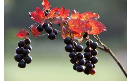 ぶんぶく亭「ナツハゼジャム 3本セット」 140g×3瓶｜ 無農薬