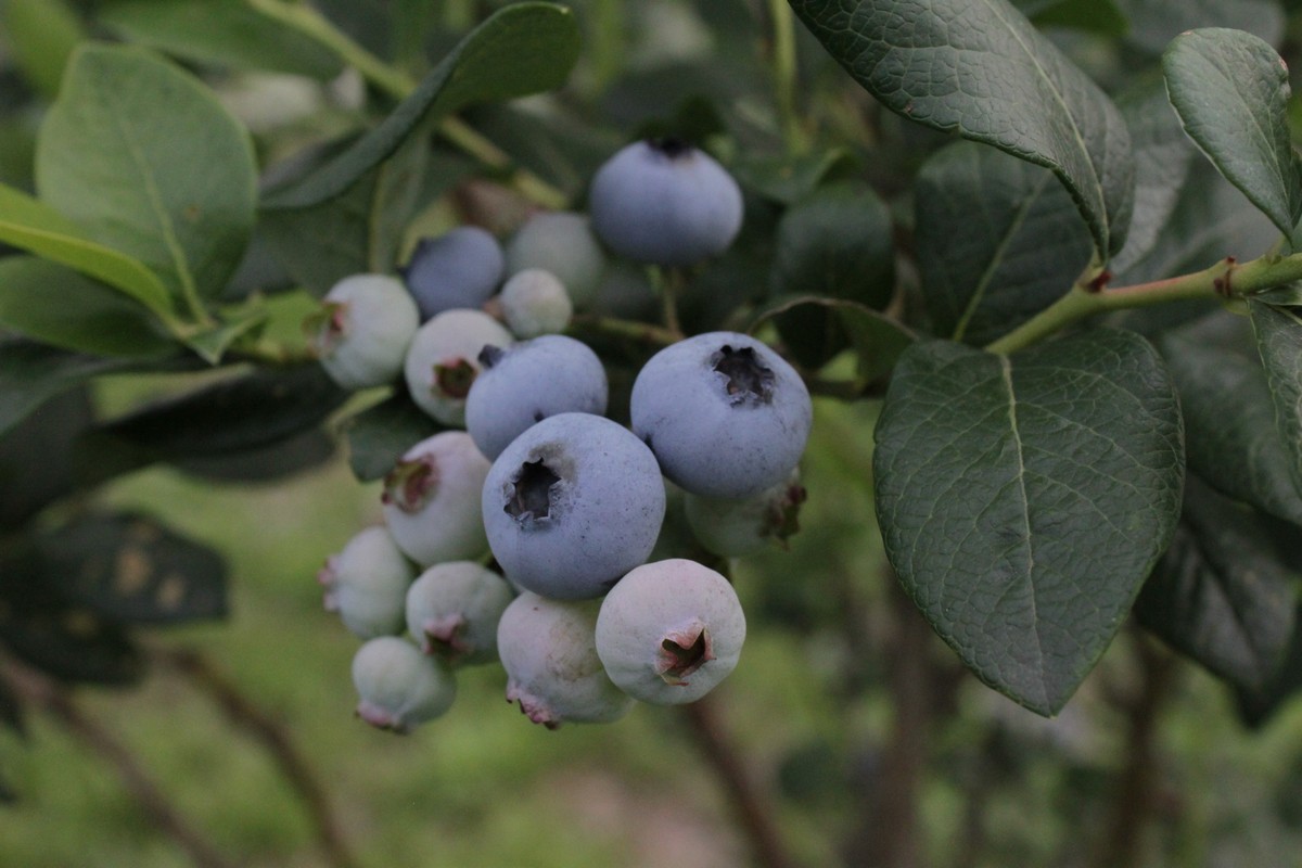 しなのブルーベリー農園「ブルーベリージャム」 150g×3個セ