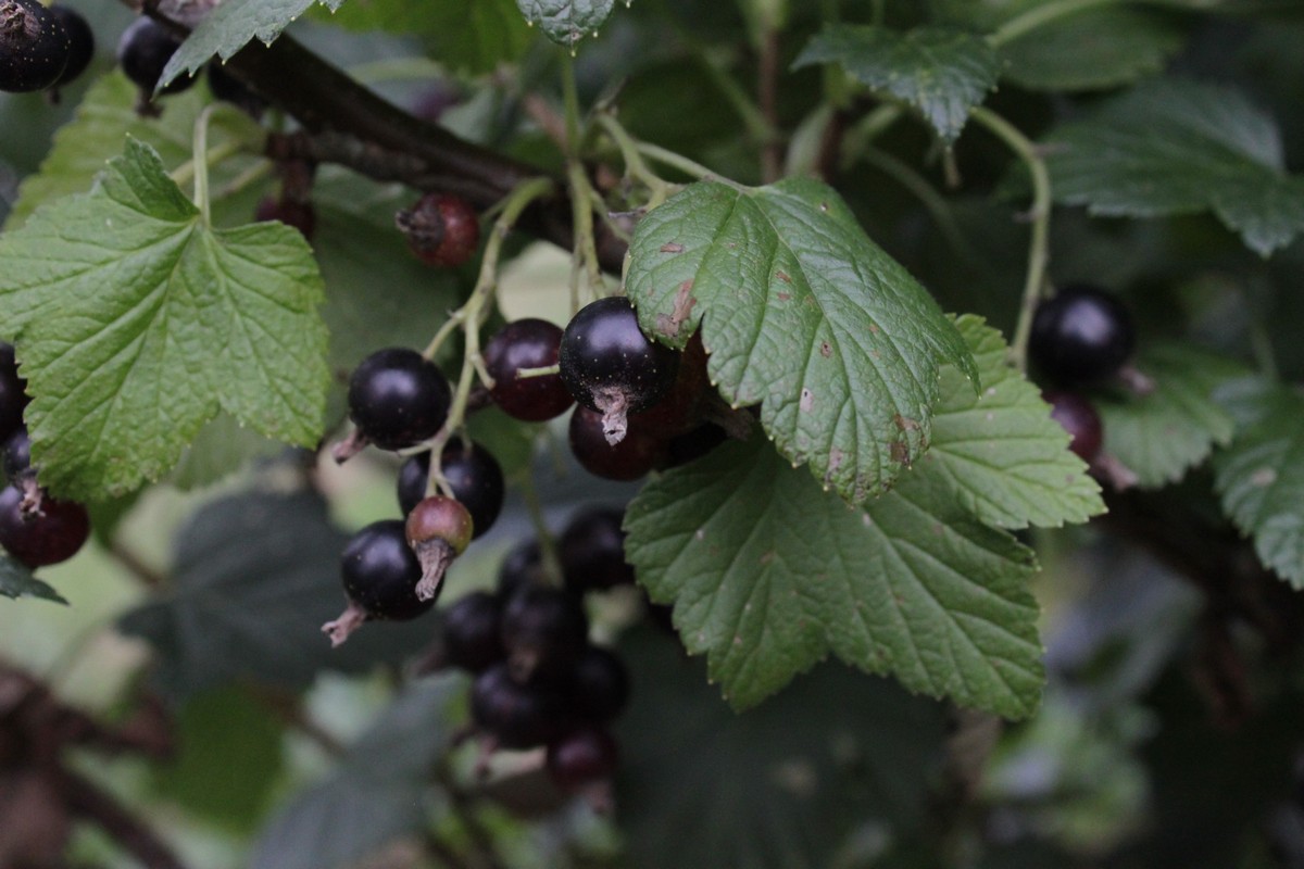 しなのブルーベリー農園「カシスジャム」 150g×3個セット　