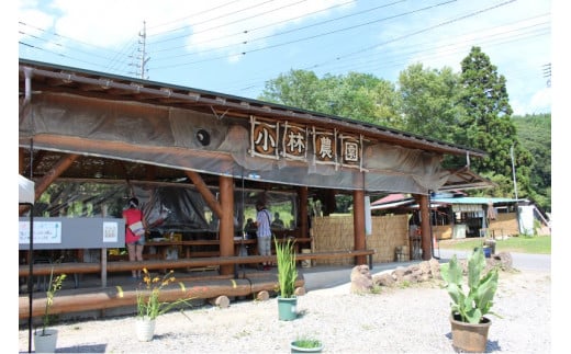  小林農園の信濃町産スイートコーン「サニーショコラ（8～