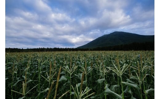 2026年夏のご予約受付開始！ 信濃町名産とうもろこし『ファ