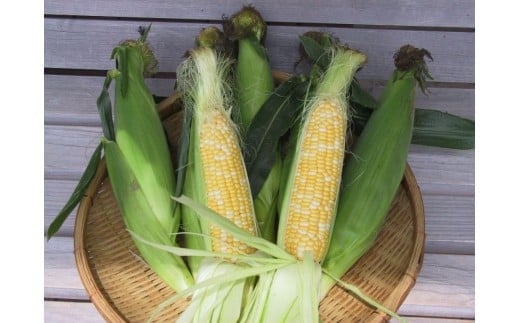 【季節限定】採れたて最旬の『信濃町特産とうもろこし（8
