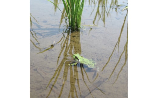 2025年収穫分、予約開始！「信濃町産 あきたこまち 5kg」令